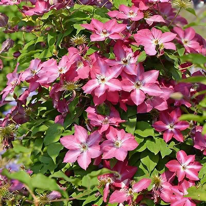 Clematis Flower Vine Seed  | 188pcs Per Bag