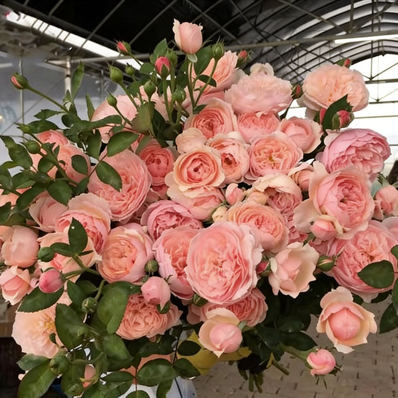 Rose flower Seeds | 500pcs Per Bag