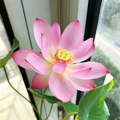 Bowl lotus | Miniature lotus Seed |50pcs Per bag