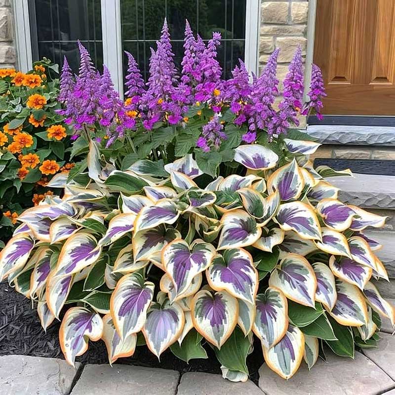 Colored hosta seeds | 1000 Pcs per Pack