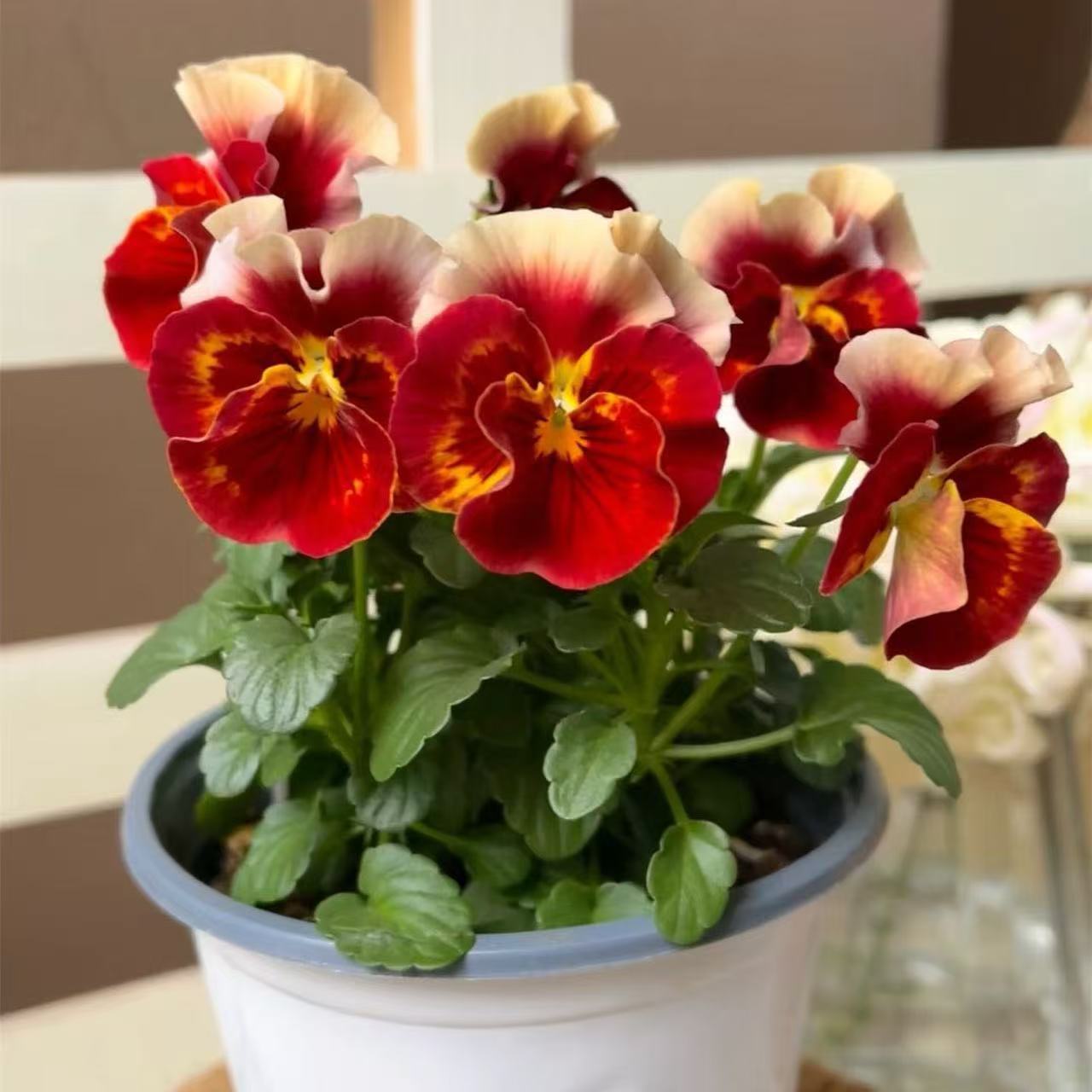 Pansy seeds | 1000pcs Per Bag