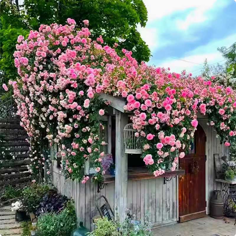 Climbing Rose Seed | 500 Pcs per Pack