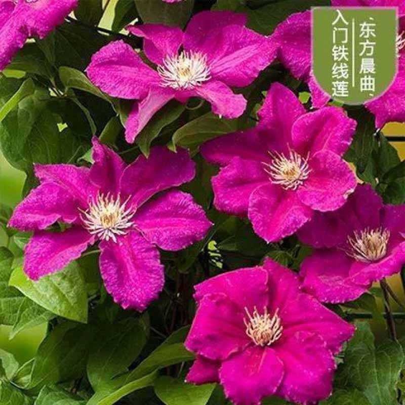 Clematis Flower Vine Seed  | 188pcs Per Bag