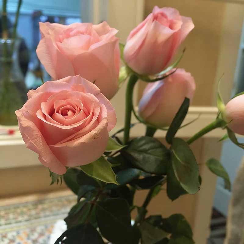 Rose flower Seeds | 500pcs Per Bag