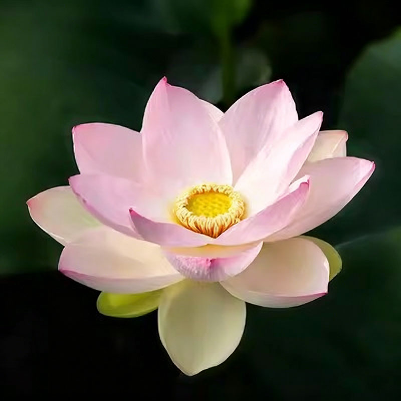 Bowl lotus | Miniature lotus Seed |50pcs Per bag