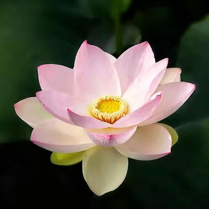 Bowl lotus | Miniature lotus Seed |50pcs Per bag