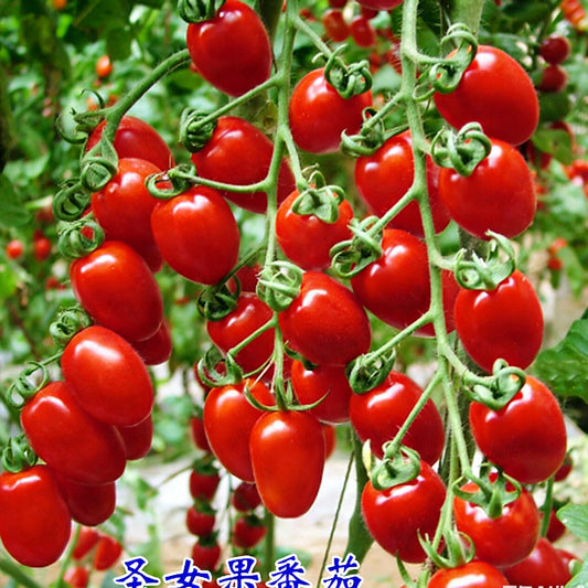 Tomato seeds | 50-200 Pcs per Pack