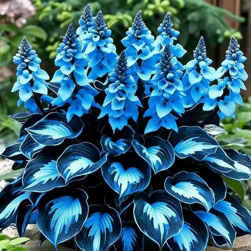 Colored hosta seeds | 1000 Pcs per Pack
