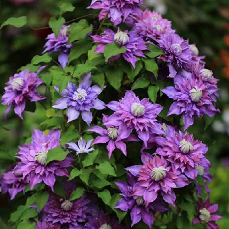 Clematis Flower Vine Seed  | 188pcs Per Bag