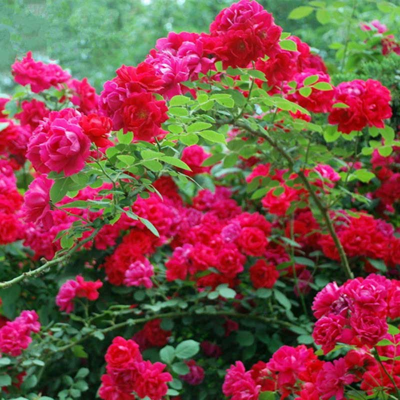 Climbing Rose Seed | 500 Pcs per Pack