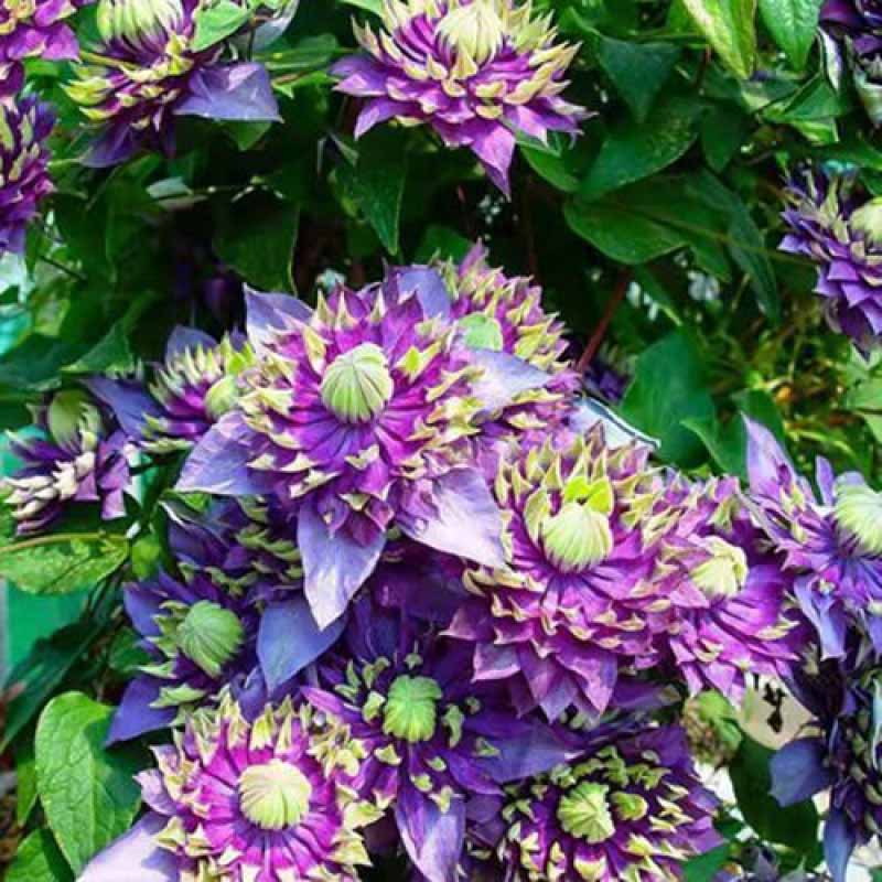 Clematis Flower Vine Seed  | 188pcs Per Bag