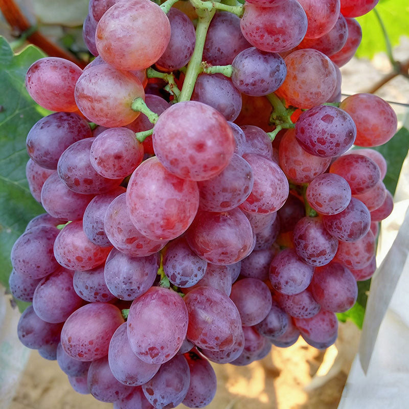 Grape Seeds | 60pcs Per Bag