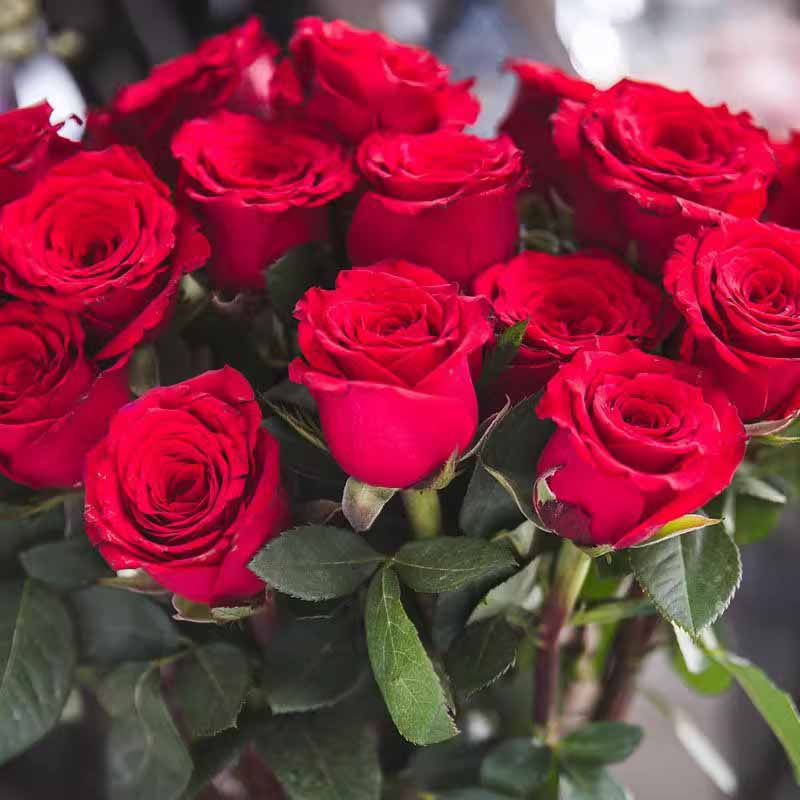 Rose flower Seeds | 500pcs Per Bag