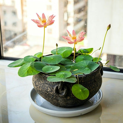 Bowl lotus | Miniature lotus Seed |50pcs Per bag