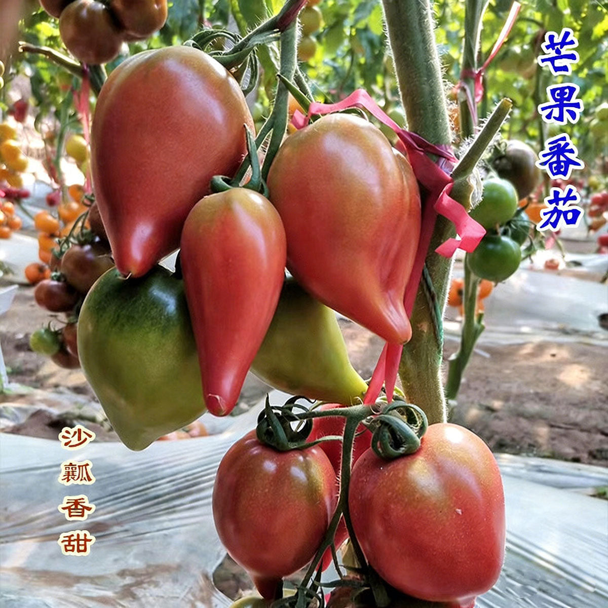 Tomato seeds | 50-200 Pcs per Pack