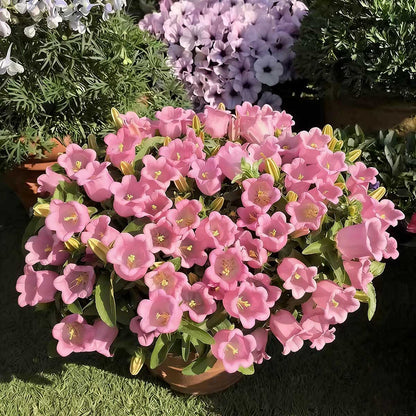 Wind chime flower seeds | 1000 Pcs per Pack
