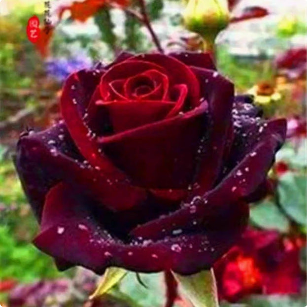 Rose flower seeds | 200 Pcs per Pack
