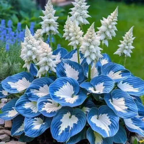 Colored hosta seeds | 1000 Pcs per Pack