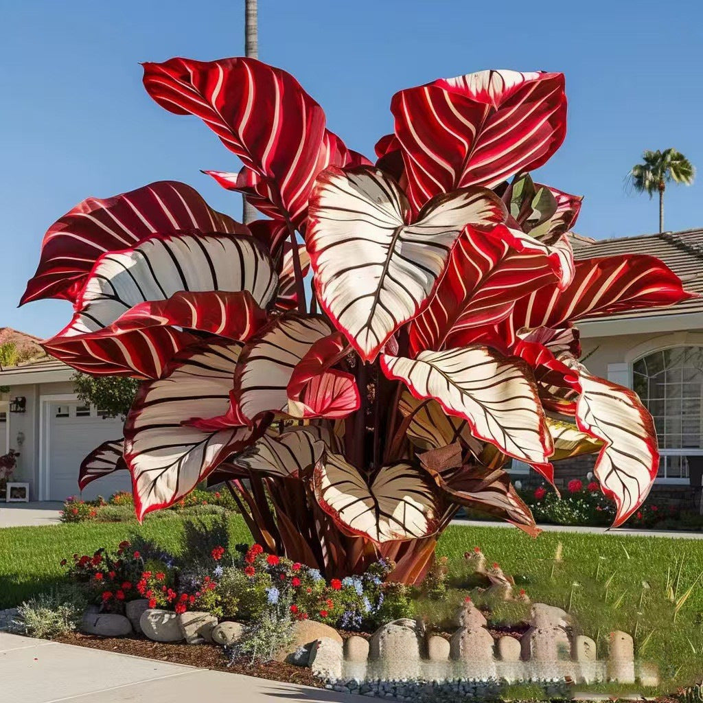 Caladium bicolor seeds | 1000 Pcs per Pack