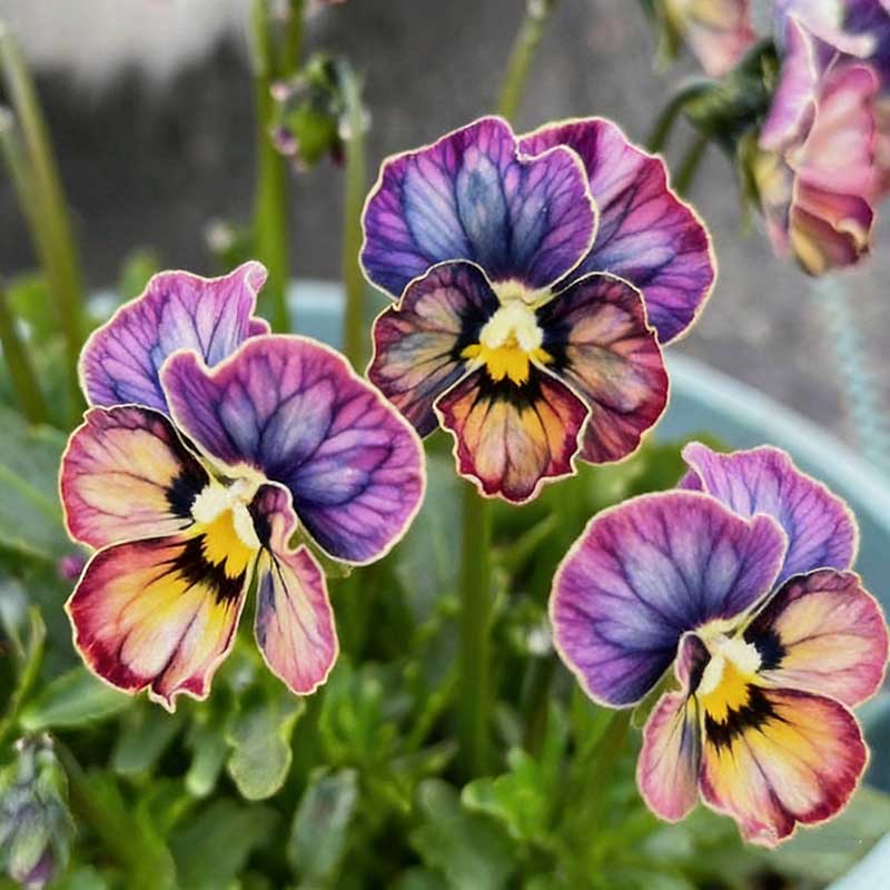 Pansy seeds | 1000pcs Per Bag