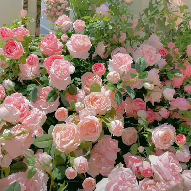 Climbing Rose Seed | 500 Pcs per Pack