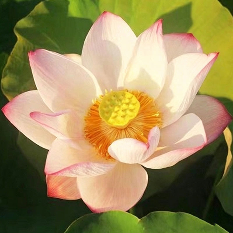 Bowl lotus | Miniature lotus Seed |50pcs Per bag