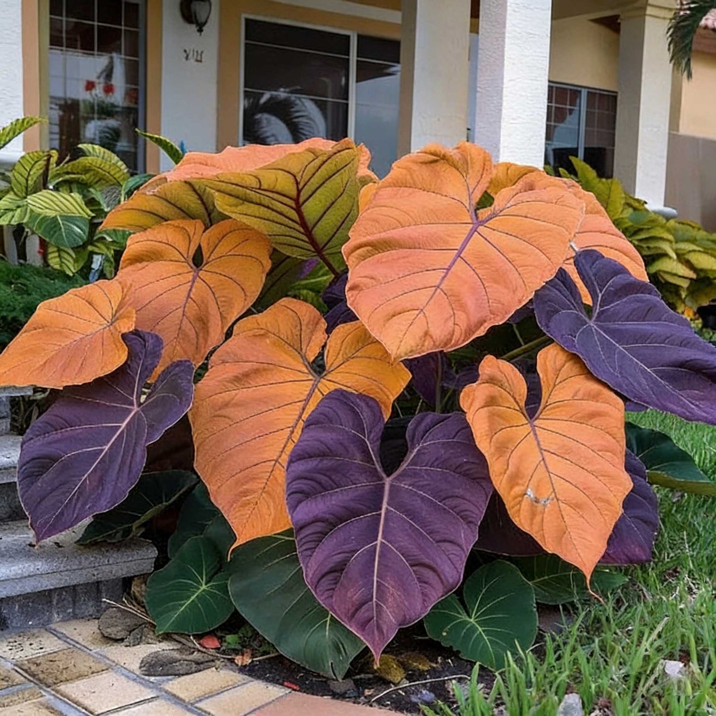 Caladium bicolor seeds | 1000 Pcs per Pack