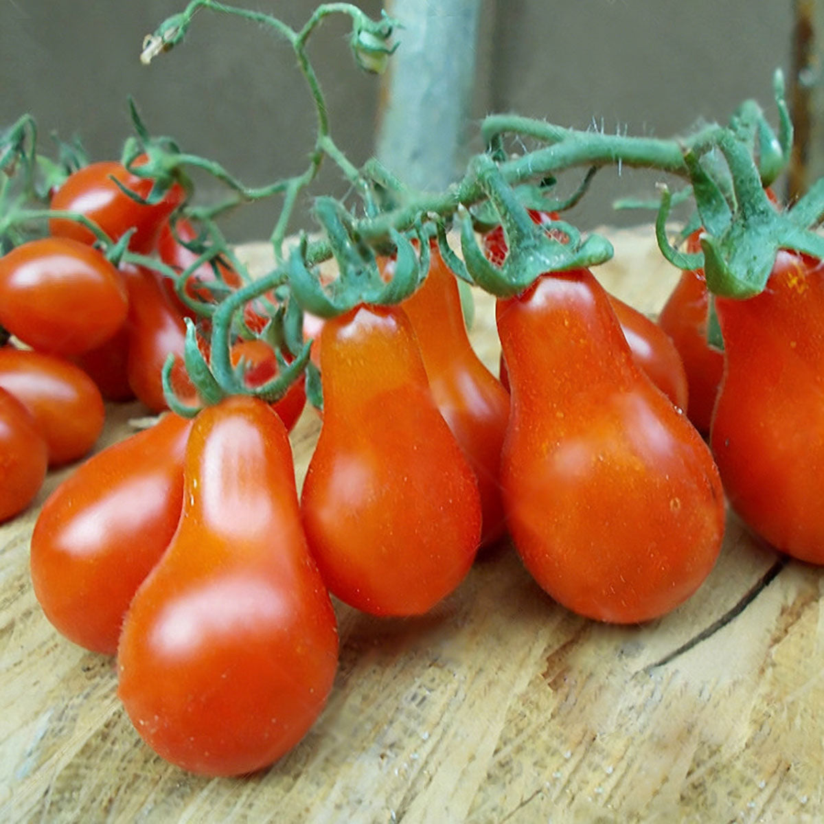 Tomato seeds | 50-200 Pcs per Pack