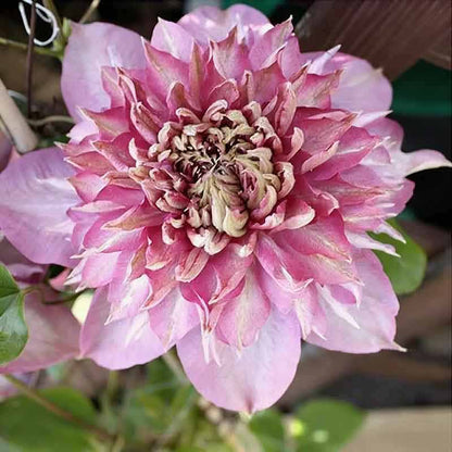 Clematis Flower Vine Seed  | 188pcs Per Bag