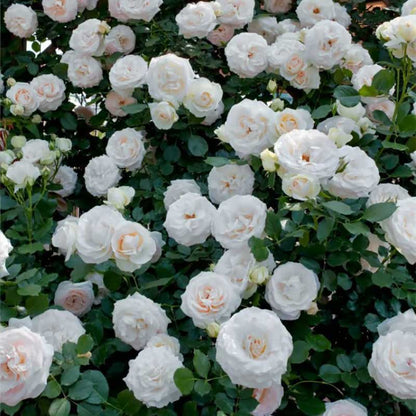 Climbing Rose Seed | 500 Pcs per Pack