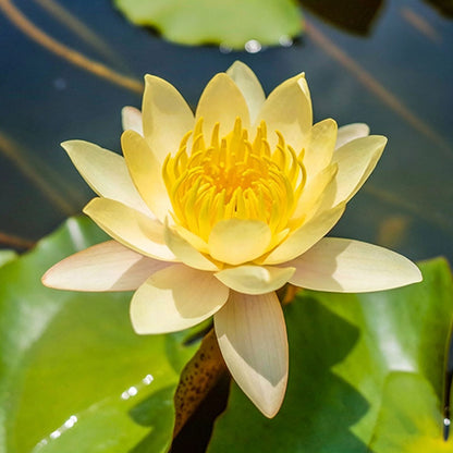 Bowl lotus | Miniature lotus Seed |50pcs Per bag