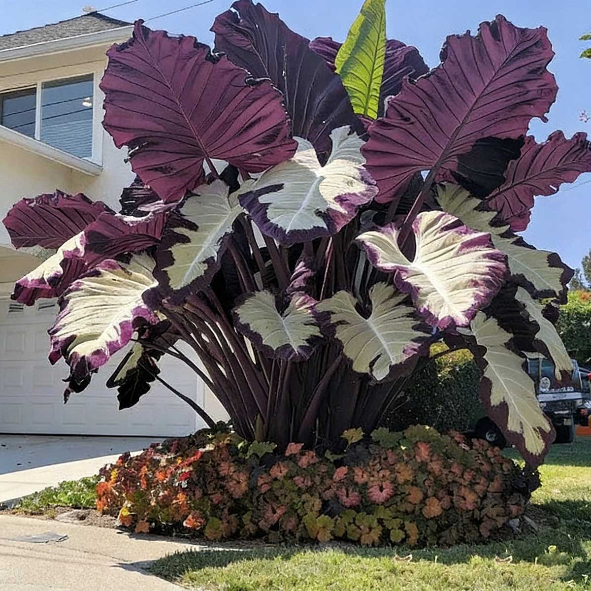 Caladium bicolor seeds | 1000 Pcs per Pack