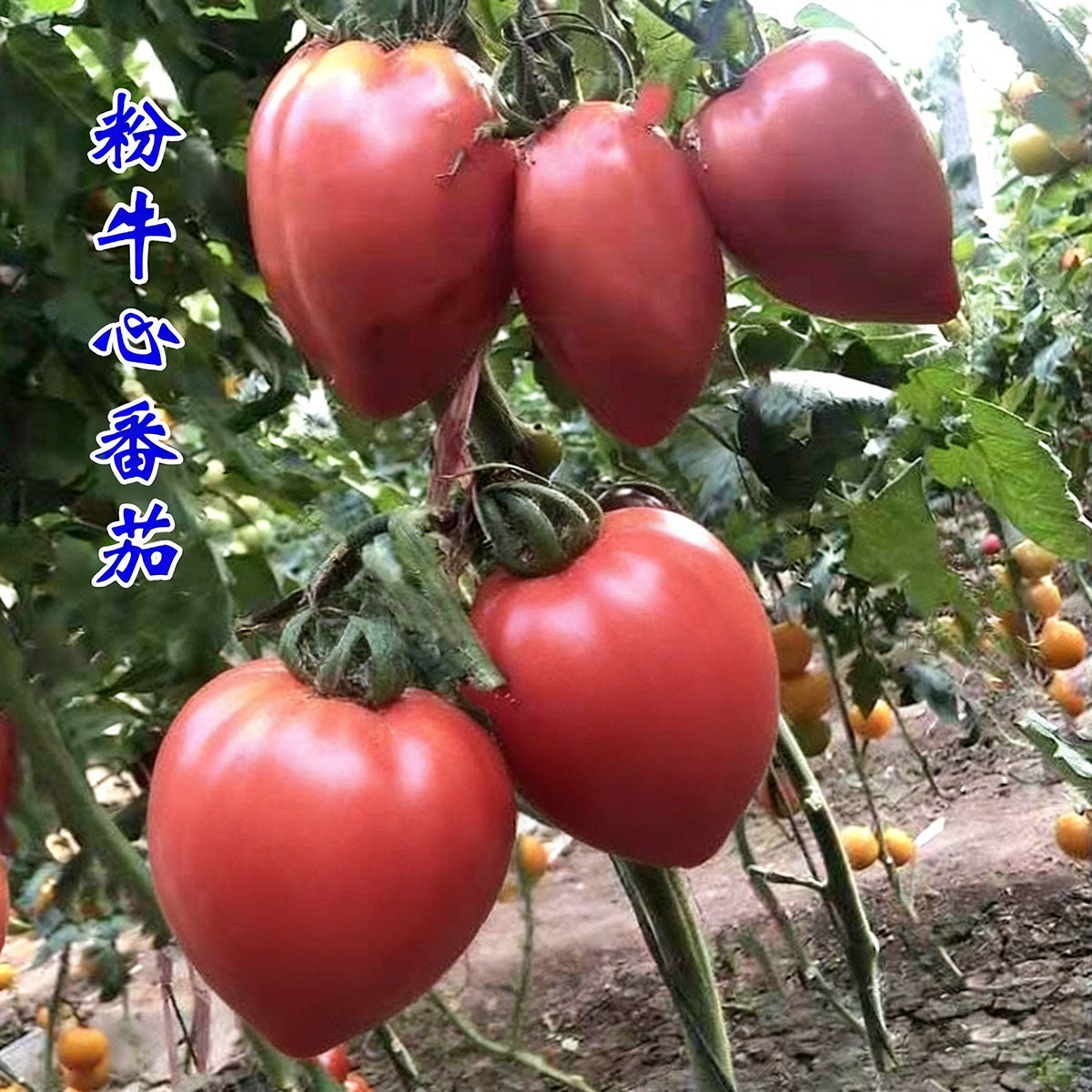 Tomato seeds | 50-200 Pcs per Pack