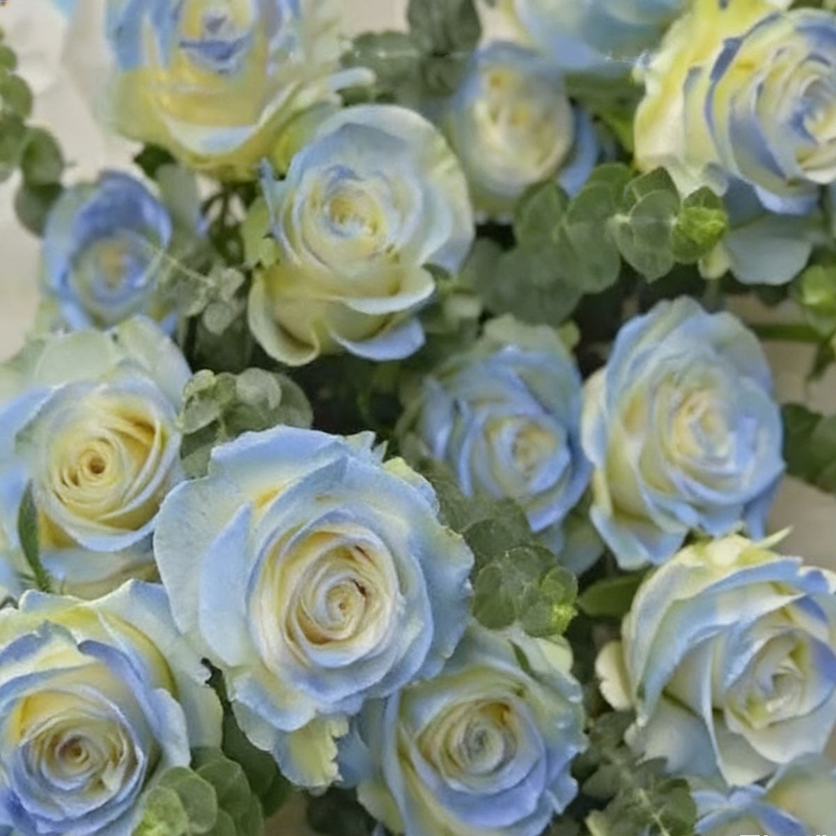 Rose flower seeds | 200 Pcs per Pack