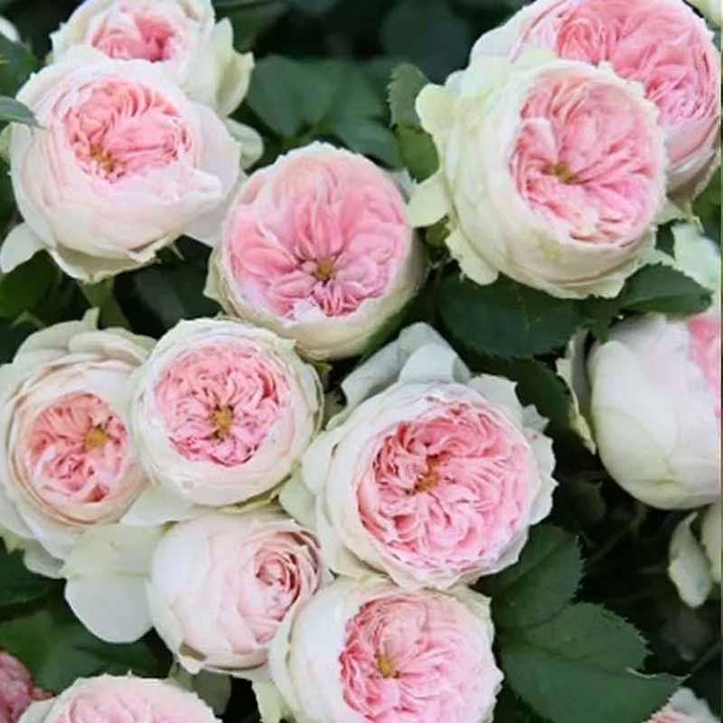 Rose flower Seeds | 500pcs Per Bag