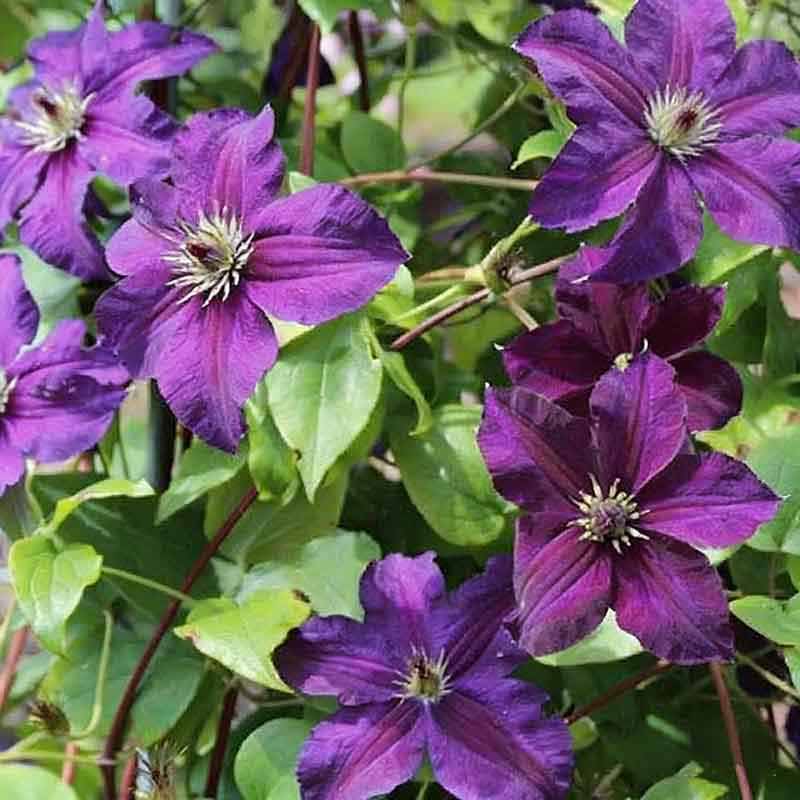 Clematis Flower Vine Seed  | 188pcs Per Bag