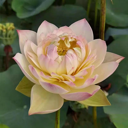 Bowl lotus | Miniature lotus Seed |50pcs Per bag