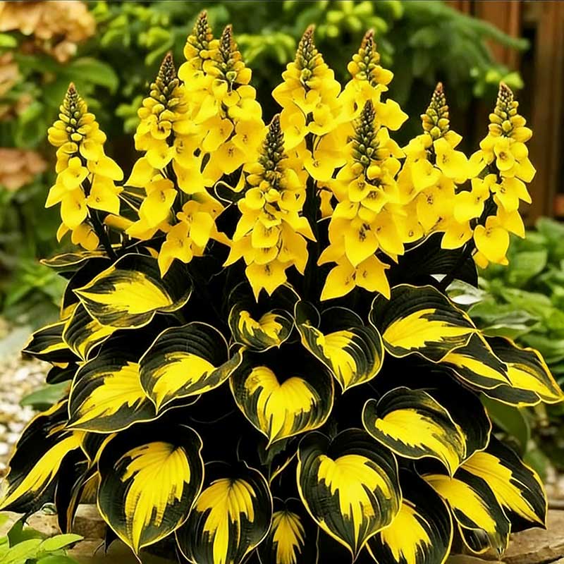 Colored hosta seeds | 1000 Pcs per Pack