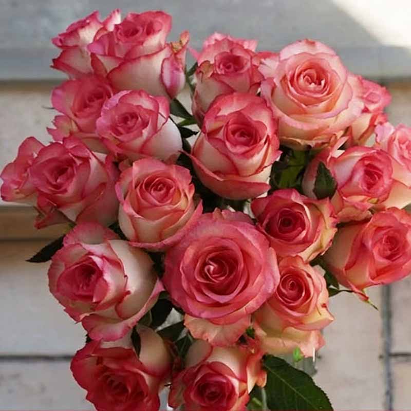 Rose flower Seeds | 500pcs Per Bag