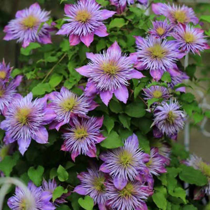 Clematis Flower Vine Seed  | 188pcs Per Bag