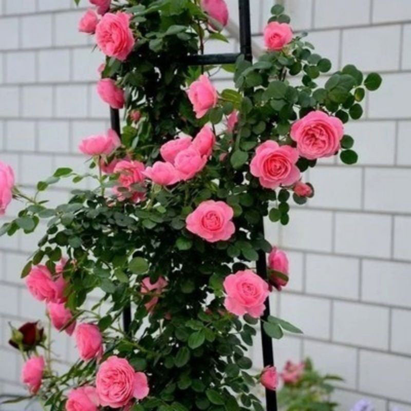 Climbing Rose Seed | 500 Pcs per Pack