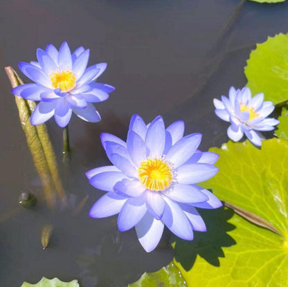 Bowl lotus | Miniature lotus Seed |50pcs Per bag