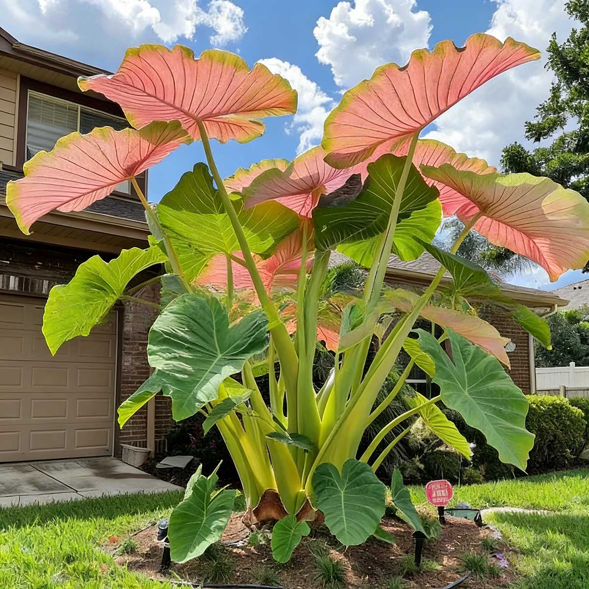 Caladium bicolor seeds | 1000 Pcs per Pack