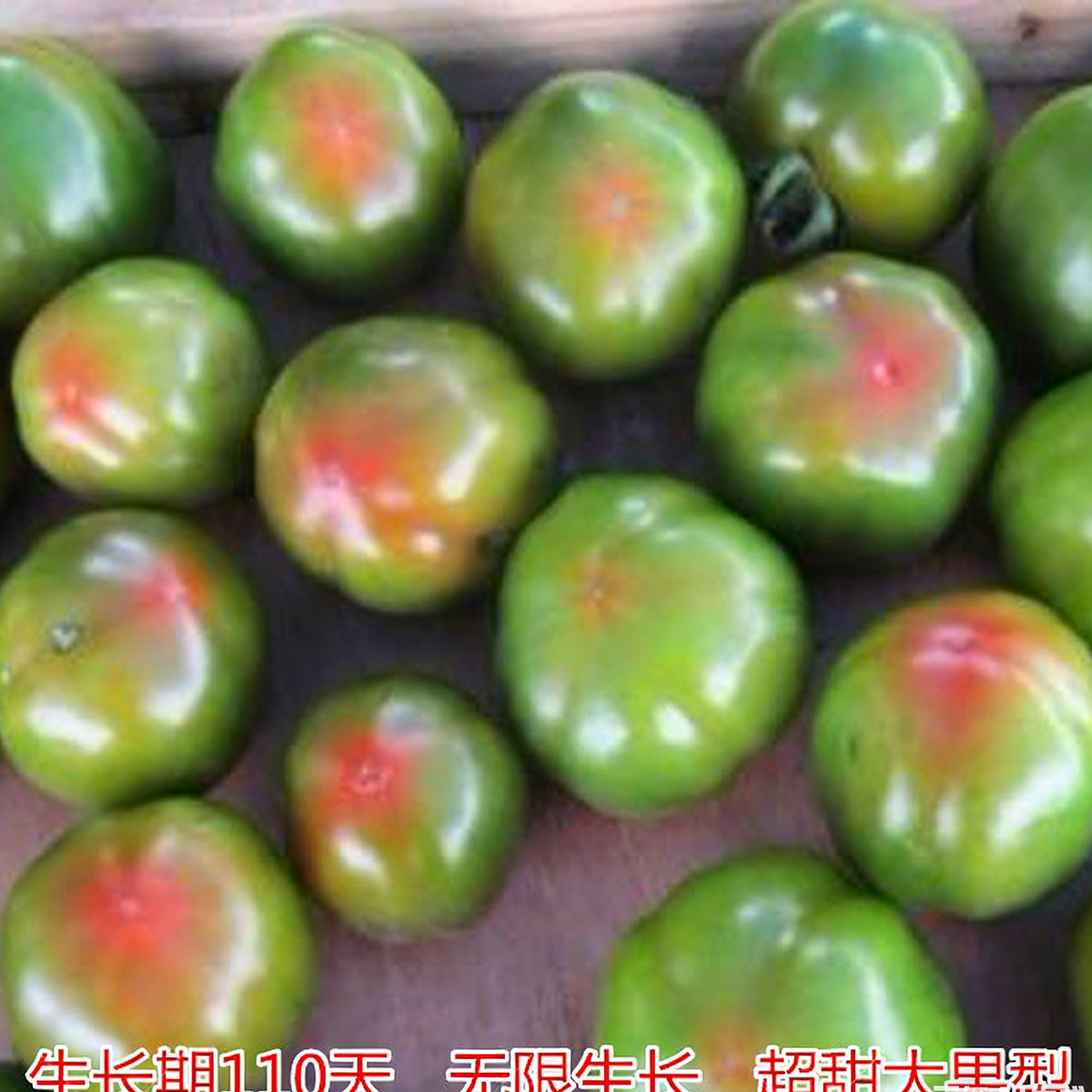 Tomato seeds | 50-200 Pcs per Pack
