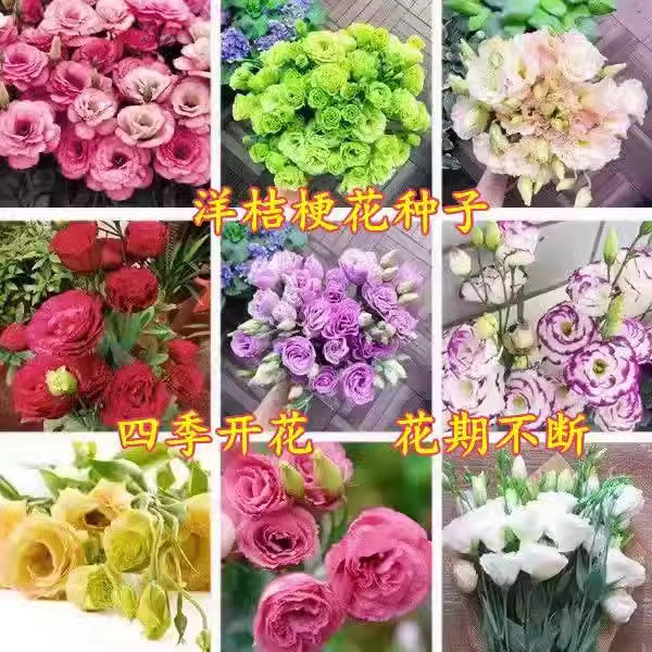 Rose flower seeds | 200 Pcs per Pack