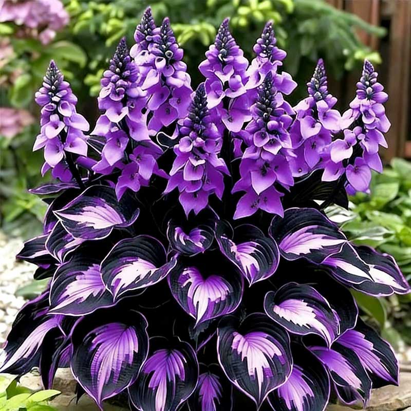 Colored hosta seeds | 1000 Pcs per Pack