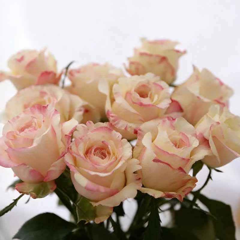 Rose flower Seeds | 500pcs Per Bag