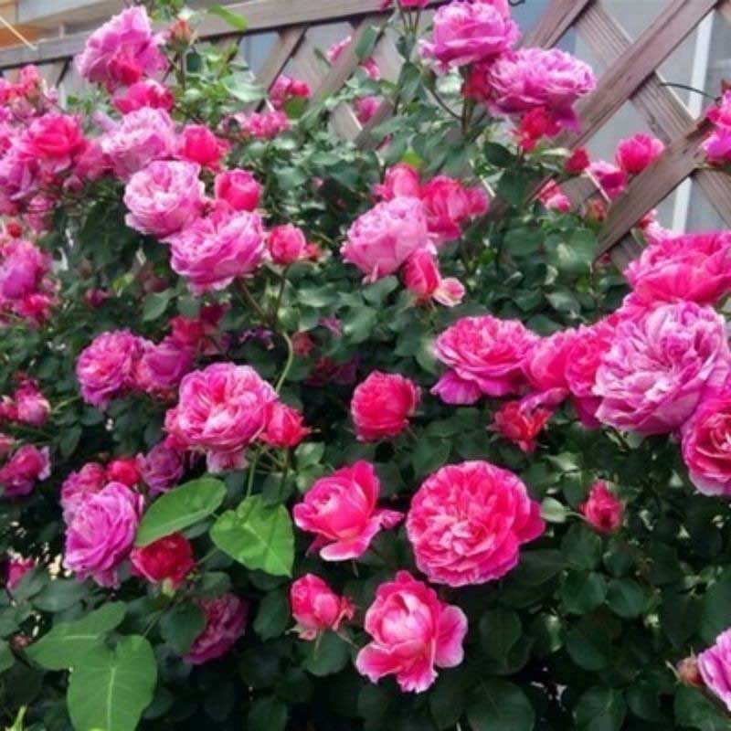 Climbing Rose Seed | 500 Pcs per Pack