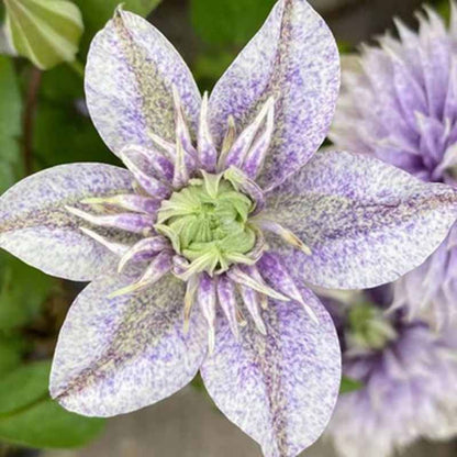 Clematis Flower Vine Seed  | 188pcs Per Bag