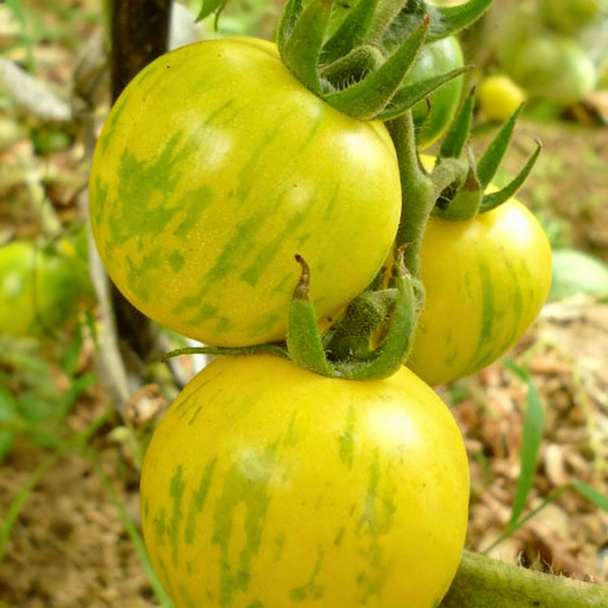 Tomato seeds | 50-200 Pcs per Pack